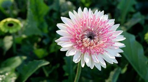 Daisy Varieties: 34 Different Types of Beautiful Daisies